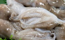 耀合莊八爪魚(yú)品質(zhì)新鮮活超大長(zhǎng)腿大章魚(yú)冷凍海鮮水產(chǎn)生鮮整只送禮 長(zhǎng)腿八爪魚(yú) 3斤(凈重) 曬單實(shí)拍圖