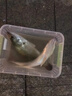 達億瓦（DAIWA）路亞竿套裝碳素新手直柄紡車(chē)輪路亞全套魚(yú)竿水滴輪微物遠投釣魚(yú)竿 2.03m 槍柄ML中軟調+左手水滴輪 曬單實(shí)拍圖
