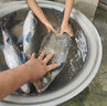 船牌進(jìn)口絲魚(yú)網(wǎng)粘網(wǎng)三層沉網(wǎng)大魚(yú)漁網(wǎng)加重繩包墜絲網(wǎng)流水網(wǎng)流水網(wǎng) 10米高100米長(cháng) 7指0.19船牌柔絲三層沉網(wǎng) 曬單實(shí)拍圖