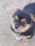 麥基樂中華田園犬五黑犬黃狗白面虎斑四眼鐵包金土松幼犬活體 田園級 鐵包金 公 曬單實拍圖