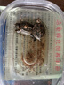 烏龜?shù)翱煞趸馓林腥A草龜?shù)皩櫸锏靶W(xué)生孵化烏龜活物龜龜受精蛋 2顆蛋（孵化盒+蛭石+噴壺 +糧） 中華草龜?shù)?曬單實拍圖