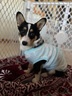 KUOSER狗狗絕育服手術(shù)泰迪比熊博美小中大型犬術(shù)后服防舔透氣寵物衣服 星星藍(lán) M：建議13-22斤 曬單實(shí)拍圖