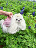TAIGEPETS【可背 可提 可牽引】小香風狗包背包外出寵物小型犬便攜單肩貓包 粉色寵物包【可背 可提 可牽引】 S碼【建議5斤內狗7斤內貓】 曬單實拍圖