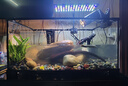 西游水族烏龜缸超白玻璃生態(tài)造景龜魚(yú)缸一體混養(yǎng)生態(tài)缸客廳專用家用飼養(yǎng)缸 50原生溪流豪華全套【缸+DIY造景+設(shè)備】 曬單實(shí)拍圖