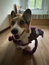 QMONSTER狗狗玩具耐咬 發(fā)聲磨牙狗玩具解悶拉扯互動(dòng)大型犬玩具 甩甩兔家族 甩甩兔（紫色） 曬單實(shí)拍圖