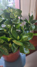 梔子花盆栽四季開花帶花苞室內(nèi)綠蘿水培花卉綠植物茉莉花九里香 高配款：15-20cm【帶花苞6株】開花飄香 濃香型梔子花【帶花苞】10天開花 曬單實拍圖