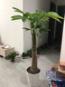 雙盟發(fā)財樹(shù)大型綠植盆栽辦公室內花卉除甲醛開(kāi)業(yè)喬遷90-1米源頭直發(fā) 曬單實(shí)拍圖