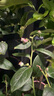 戀品惠藍莓樹(shù)果苗藍莓樹(shù)苗盆栽地栽藍莓苗南方北方種植苗奧尼爾兔 6年壯苗F6【帶苞/果發(fā)】加侖盆 曬單實(shí)拍圖