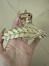 卡瑪倫（KAMALUN)麥穗抓夾優(yōu)雅氣質(zhì)大號(hào)發(fā)夾女后腦勺鯊魚(yú)夾2025新款?yuàn)A子頭飾送女友 金色麥穗-品牌禮盒（刻字/賀卡） 曬單實(shí)拍圖