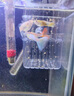 孔雀魚(yú)純種熱帶魚(yú)觀(guān)賞小魚(yú)小型好養魚(yú)苗耐活淡水熱帶鳳尾斑馬金魚(yú) 】孔雀魚(yú)1條【 爆款/可繁殖/直接生小魚(yú) 曬單實(shí)拍圖