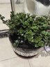 四季常青金魚花吊蘭盆栽室內綠植花卉多肉植物發(fā)財樹好養(yǎng)易活客廳 金魚吊蘭原土盆【買1送1發(fā)兩盆】 曬單實拍圖