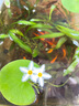 水培一葉蓮浮萍迷你水草凈化水質(zhì)魚缸造景睡蓮花水生水養(yǎng)花卉植物 一葉蓮 【3片裝】尺寸8-11厘米 曬單實(shí)拍圖