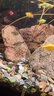 卡奇魚 小型熱帶魚 觀賞魚 天使魚 彩裙群游魚孔雀斑馬魚好養(yǎng)易活彩拉拉 黑尾大勾30條（4-5cm） 曬單實拍圖