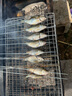 漢鼎一號(hào)6代魚(yú)竿超輕手竿4.5米臺(tái)釣竿鯽魚(yú)竿碳纖維手桿 綜合4.5米 曬單實(shí)拍圖