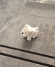 babycare&bctoys兒童毛絨玩具狗電子哈基米寵物玩偶節(jié)日生日禮物西高地犬 曬單實拍圖