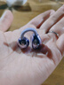 【官網(wǎng)OpenearClip華強(qiáng)北頂配款】2025最新款藍(lán)牙耳機(jī)耳夾式不入耳骨傳導(dǎo)運動適用華為蘋果小米 【流光紫】全景音效丨久戴舒適 丨超長續(xù)航丨超清通話丨AI降噪 曬單實拍圖