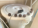 老農(nóng)哥官帽獅子頭文玩核桃賭青皮把玩核桃麻核桃綠皮原果綠果帶皮10顆 10個獅子頭 50-52mm 曬單實拍圖