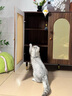 甜苗苗自動(dòng)逗貓棒貓咪玩具智能升降自嗨解悶神器寵物消耗體力電動(dòng)逗貓球 自動(dòng)升降逗貓球【白黃色】 【隨處可夾,懶人逗貓】 曬單實(shí)拍圖