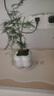綠有意綠植盆栽辦公室桌面好養(yǎng)花卉綠植凈化空氣簡約創(chuàng)意網(wǎng)紅綠植花卉 文竹+奶油泡泡云朵盆+托盤+肥 北歐綠植奶油泡泡云朵盆 曬單實(shí)拍圖