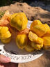 南步海南榴蓮蜜 菠蘿蜜榴蓮濕包軟糯香甜菠蘿蜜巴掌熱帶新鮮水果整個(gè) 10-11斤 精選榴蓮蜜【催熟食用】 曬單實(shí)拍圖
