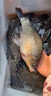 魚(yú)耀水產(chǎn)養殖魚(yú)塘紅點(diǎn)凈魚(yú)身上有紅點(diǎn)用錨頭騷中華鳋蟲(chóng)卵護魚(yú) 100ml小瓶*1（建議詢(xún)問(wèn)客服用法用量） 曬單實(shí)拍圖
