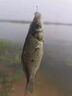 東強(qiáng)釣魚(yú)小藥大全黑坑野釣魚(yú)餌料鯽魚(yú)草鯉魚(yú)千里香果酸添加開(kāi)口誘魚(yú)劑 專攻鯉魚(yú)小藥 曬單實(shí)拍圖
