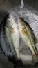 YGK PE JPX12編五彩pe線路亞專用主線正品ygkpe super遠投順滑大力馬釣魚線 12編進口原絲【100米】炫彩 0.6【0吸水】 曬單實拍圖