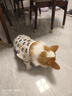 Lanswood 狗狗衣服夏季小型犬寵物柯基衣服薄款泰迪小狗夏日狗背心防掉毛 卡通小熊【背心款】 L 建議22-28斤 曬單實(shí)拍圖
