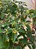 芙洛拉花園【兩小時(shí)達(dá)】發(fā)財(cái)樹(shù)大型綠植物盆栽室內(nèi)好養(yǎng)落地客廳開(kāi)業(yè)喬遷送禮 桂花 曬單實(shí)拍圖