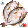 仙泉湖冷凍三去白蕉海鱸魚(yú)700g/袋 生鮮水產(chǎn)食材(350g*2條)  曬單實(shí)拍圖