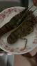 鯨口大開 青龍蝦小青龍鮮活速凍冰鮮龍蝦冷凍整箱大龍蝦批發(fā)澳龍波龍 新鮮小青龍150-200g/只（1只裝） 曬單實拍圖