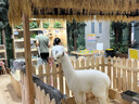 紅豆冰爽桑蠶絲休閑褲男士夏季薄款商務(wù)休閑直筒松緊腰彈力透氣男褲子 黑色 XL 碼（建議120-140斤） 曬單實(shí)拍圖