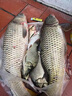 達瓦本川進(jìn)口高碳魚(yú)竿手竿超輕超硬十大臺釣魚(yú)竿鯽鯉魚(yú)竿輕量綜合竿大物竿 6.3m 4H28調休閑版+原裝竿稍 曬單實(shí)拍圖
