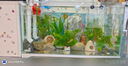 森森 超白玻璃小魚缸HWK-600P裸缸款水草缸金魚缸小型水族箱水草缸  曬單實拍圖