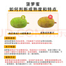 京鮮生海南老樹菠蘿蜜 20-25斤裝 凈重20斤+  生鮮水果 源頭直發(fā) 曬單實(shí)拍圖