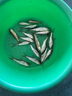 土鯪魚白鰱魚苗活體飼料活魚喂鱖魚喂金龍喂烏龜喂桂花鱸魚活餌魚 飼料魚隨機(jī)發(fā)4-6厘米50條送10% 曬單實(shí)拍圖