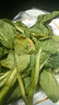 桃西村新鮮蔬菜寧夏供港霜打菜心苗菜心仔小菜心苗迷你菜心鮮嫩清甜 2000g 曬單實拍圖