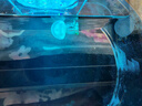 月光水母簡(jiǎn)約水母缸活體寵物海水魚缸入門迷你小型赤月光水母桌面水族箱 不含水母套裝 曬單實(shí)拍圖