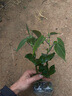 熱情果嫁接苗改良新品種純甜大果哥倫比亞熱情果苗黃金百香果樹(shù)苗 熱情果嫁接苗1顆/改良品種產(chǎn)量高 曬單實(shí)拍圖