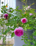 月季花苗四季開(kāi)花大花濃香型灌木月季苗庭院陽(yáng)臺盆栽地栽玫瑰花苗 瑪姬嬸嬸【小花濃香，多季節開(kāi)花】 扦插小苗15-25cm高 1棵 曬單實(shí)拍圖