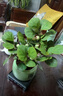 小盼小葉菩提樹(shù)盆栽帶果植物室內(nèi)辦公室好養(yǎng)活禪意客廳綠植微盆景 特級(jí)大菩提40果左右+綠福盆+底座 帶盆栽好 曬單實(shí)拍圖