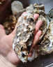 貝司令 鮮活乳山生蠔6XL 凈重4.5斤 6-8只 生鮮海鮮貝類 源頭直發(fā) 曬單實拍圖