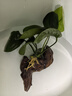 【京東物流】水草套餐 好養(yǎng)耐活真水草植物綠菊大葉綠九冠魚缸 單 頭 水榕沉木一份 曬單實拍圖