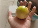 鮮青錄廣西黃金百香果欽蜜9號(hào)新鮮水果黃色白香果西番蓮雞蛋果 嘗鮮凈重1斤（單果40-60g） 曬單實(shí)拍圖
