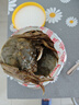 陸龍兄弟花雕生醉蟹 開(kāi)蓋即食大規(guī)格醉河蟹 非熟醉蟹寧波上海風(fēng)味冷凍水產(chǎn) [冷凍]5A醉蟹1680g約6只大規(guī)格 曬單實(shí)拍圖