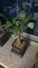 【帶盆高度約15-25cm】發(fā)財樹盆栽室內植物客廳辦公室吸甲醛好養(yǎng) 單桿發(fā)財樹+塑料四方舍得盆+小方底座 花盆直徑約8cm 曬單實拍圖