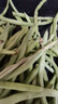 【春和田】云南四季豆新鮮現摘豆角蕓豆刀豆菜豆應季蔬菜 3斤普通（帶箱重） 曬單實(shí)拍圖