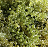 云山半鹽漬海葡萄100g*3即食兒童涼拌菜魚子醬火鍋商家用贈6種蘸料海藻 曬單實拍圖
