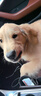 夢(mèng)茜兒純種雪橇犬棕色阿拉斯加幼犬活體寵物狗狗熊版黑色阿拉斯加狗狗 寵物級(jí) 高品質(zhì)1號(hào) 公 曬單實(shí)拍圖