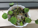 鑫意碗蓮種子室內(nèi)盆栽荷花種子睡蓮四季開花水培碗蓮花卉種子植物種子 混色開口水培碗蓮35粒+營(yíng)養(yǎng)液 含塑料盆+1支營(yíng)養(yǎng)液+1包水晶珠 曬單實(shí)拍圖